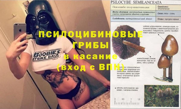 индика Богданович